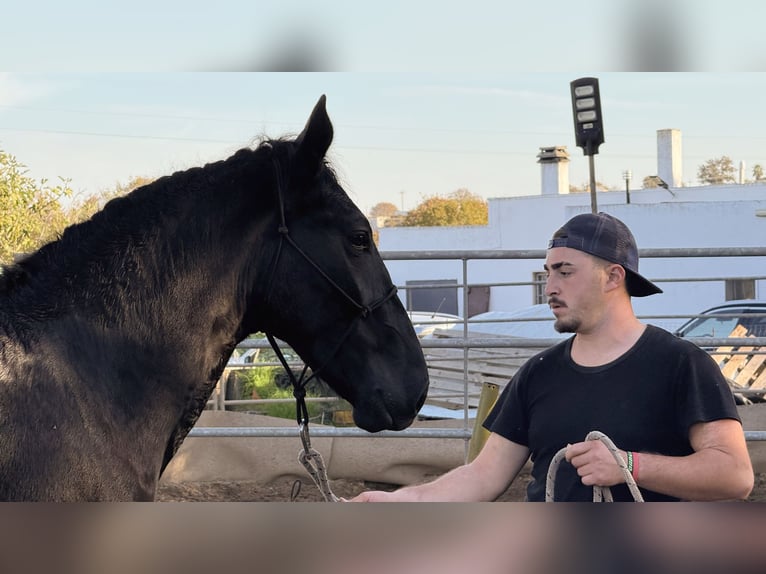 Murgese Étalon 2 Ans 160 cm Noir in Martina Franca