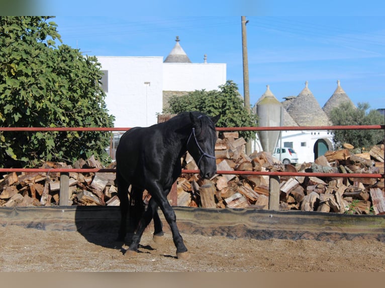 Murgese Étalon 2 Ans 161 cm Noir in Martina Franca