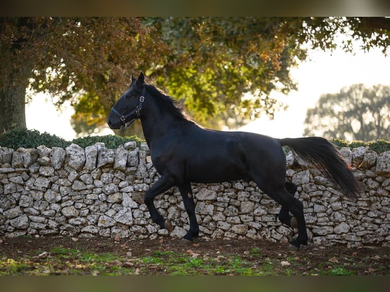 Murgese Étalon 2 Ans 162 cm Noir in Martina Franca