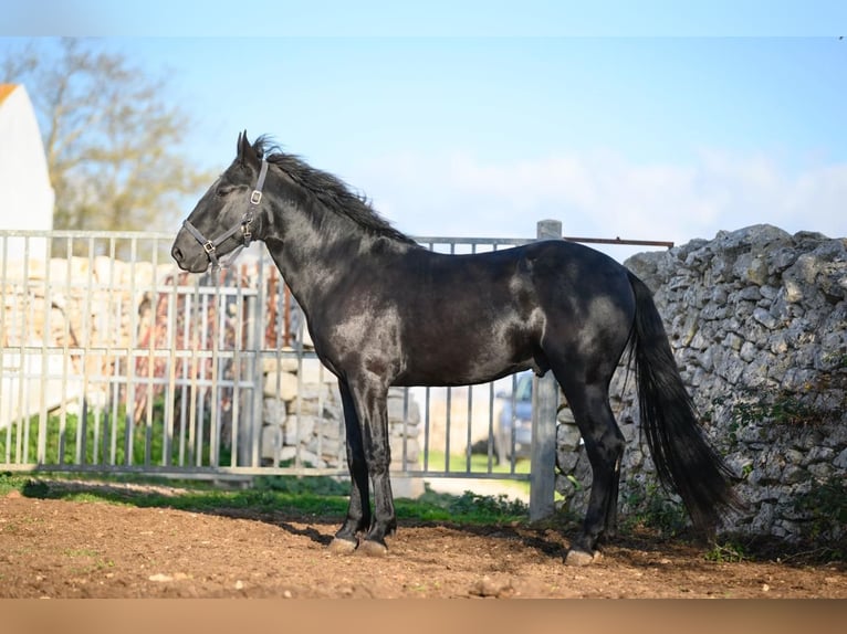 Murgese Étalon 2 Ans 162 cm Noir in Martina Franca