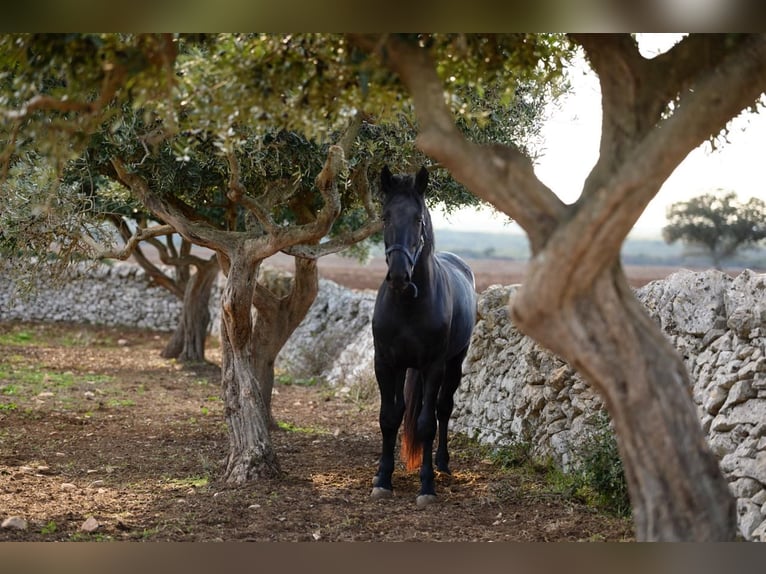 Murgese Étalon 2 Ans 162 cm Noir in Martina Franca