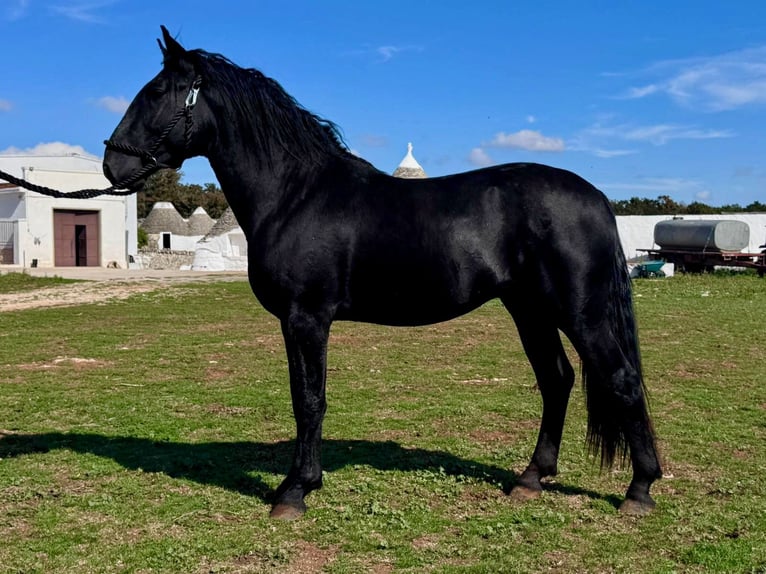 Murgese Étalon 2 Ans 163 cm Noir in Martina Franca