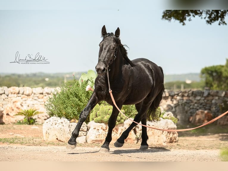 Murgese Étalon 2 Ans 164 cm Noir in Martina Franca