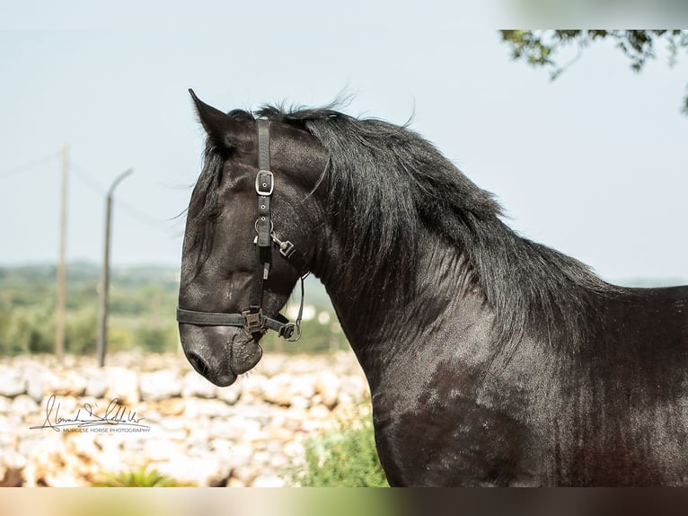 Murgese Étalon 2 Ans 164 cm Noir in Martina Franca