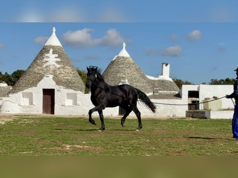 Murgese Étalon 2 Ans 165 cm Noir in Martina Franca