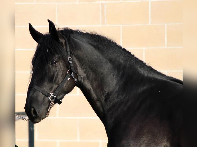 Murgese Étalon 2 Ans 165 cm Noir in Martina Franca