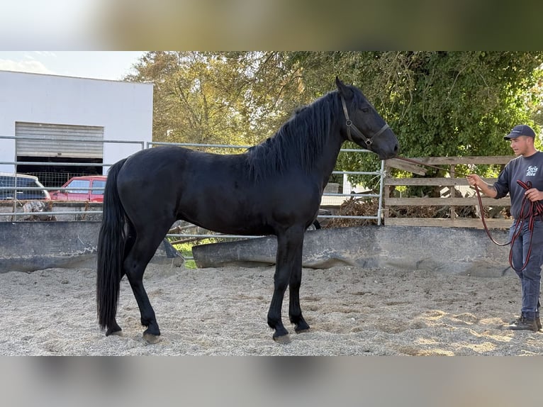Murgese Étalon 2 Ans 165 cm Noir in Martina Franca