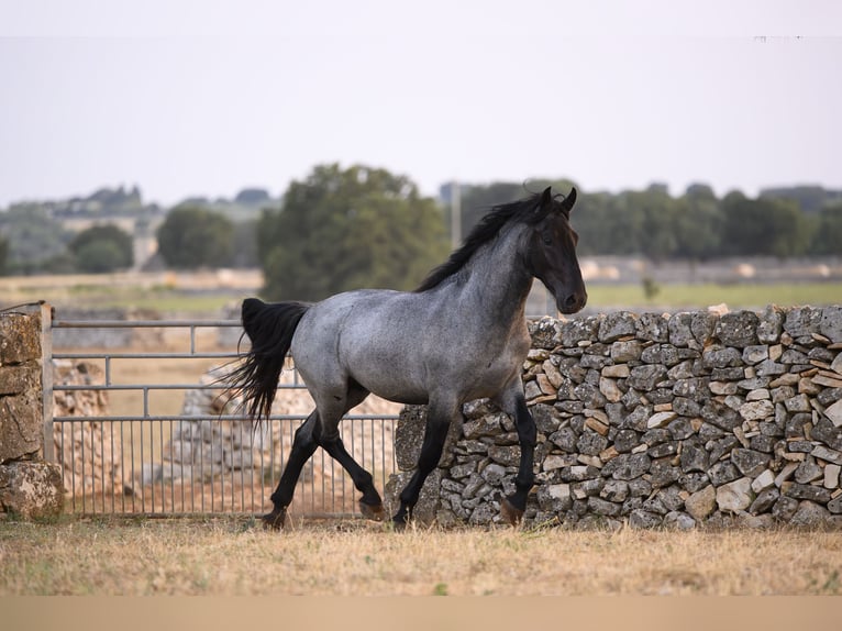 Murgese Étalon 2 Ans Rouan Bleu in Noci