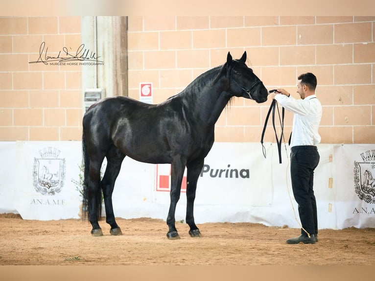 Murgese Étalon 3 Ans 155 cm Noir in Martina Franca