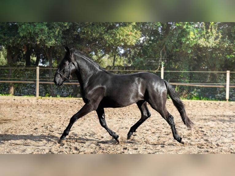 Murgese Étalon 3 Ans 155 cm Noir in Martina Franca