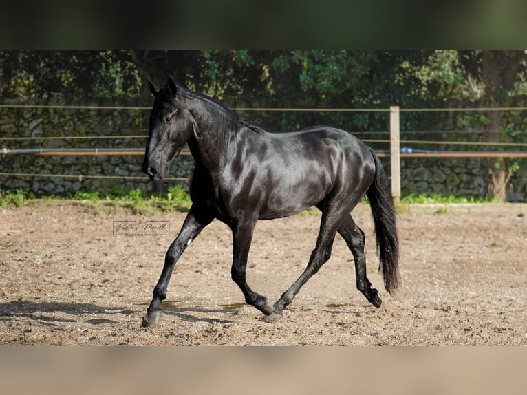 Murgese Étalon 3 Ans 155 cm Noir in Martina Franca