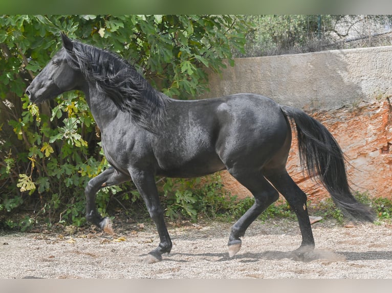 Murgese Étalon 3 Ans 155 cm Noir in Martina Franca