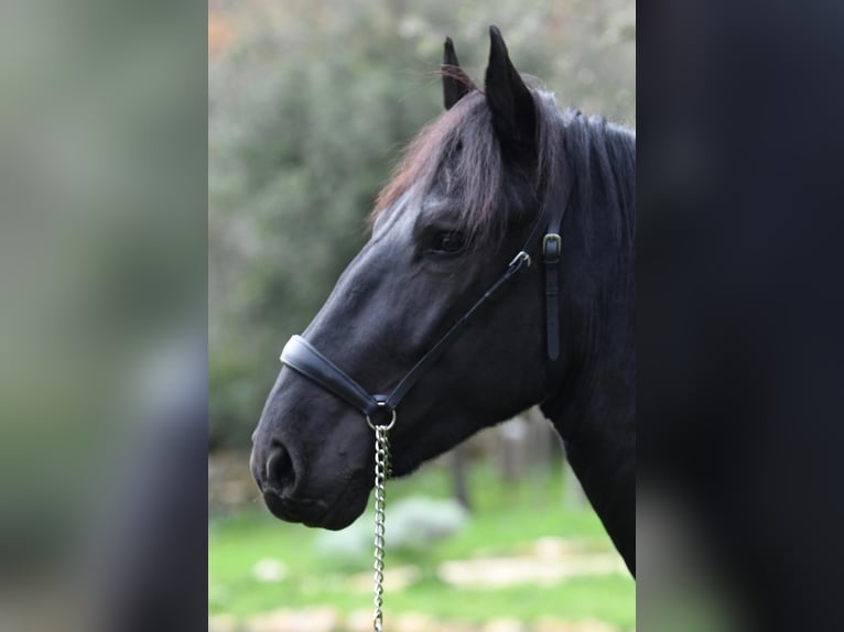 Murgese Étalon 3 Ans 156 cm Noir in Martina Franca