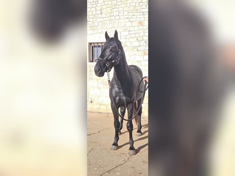 Murgese Étalon 3 Ans 157 cm Noir in Murgia