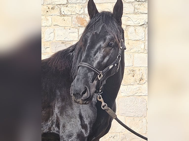 Murgese Étalon 3 Ans 157 cm Noir in Murgia