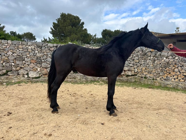 Murgese Étalon 3 Ans 158 cm Noir in Martina Franca