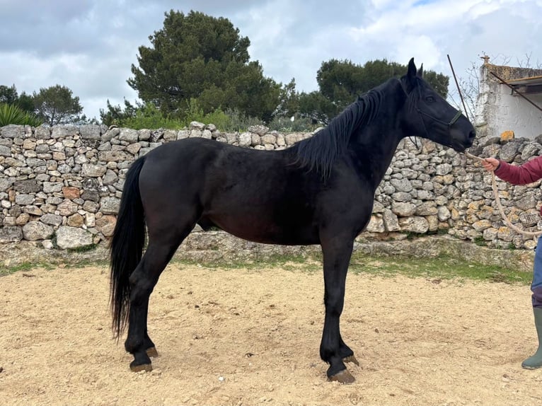 Murgese Étalon 3 Ans 158 cm Noir in Martina Franca