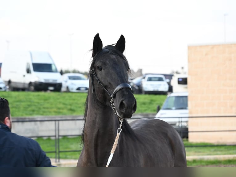 Murgese Étalon 3 Ans 158 cm Noir in Martina Franca