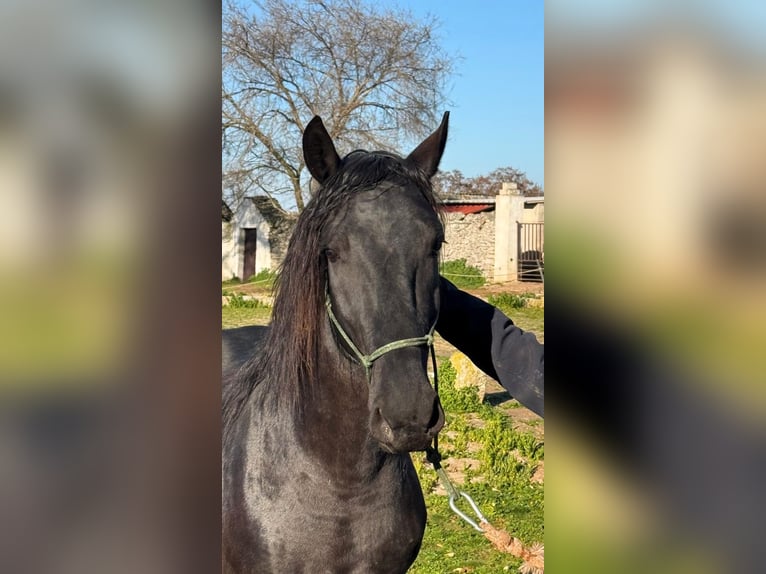 Murgese Étalon 3 Ans 158 cm Noir in Martina Franca