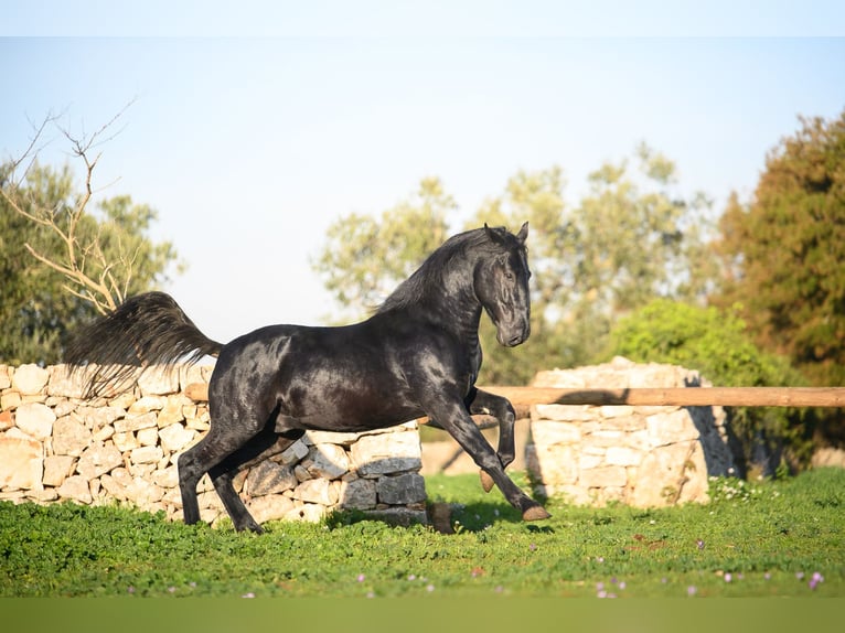 Murgese Étalon 3 Ans 160 cm Noir in Noci