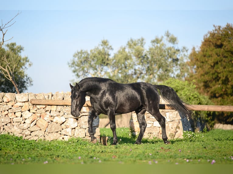 Murgese Étalon 3 Ans 160 cm Noir in Noci