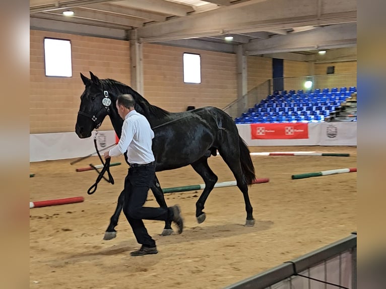 Murgese Étalon 3 Ans 160 cm Noir in Gioia del Colle