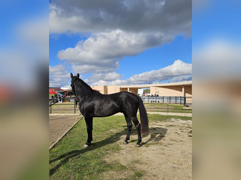 Murgese Étalon 3 Ans 160 cm Noir in Gioia del Colle