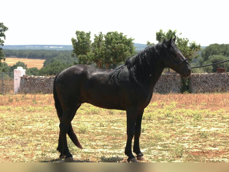 Murgese Étalon 3 Ans 163 cm Noir in Martina Franca