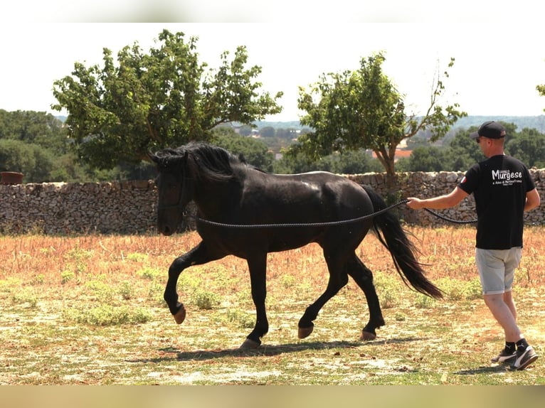 Murgese Étalon 3 Ans 163 cm Noir in Martina Franca