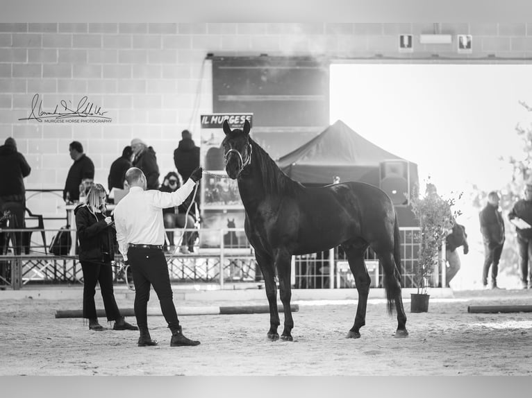 Murgese Étalon 3 Ans 163 cm Noir in Noci