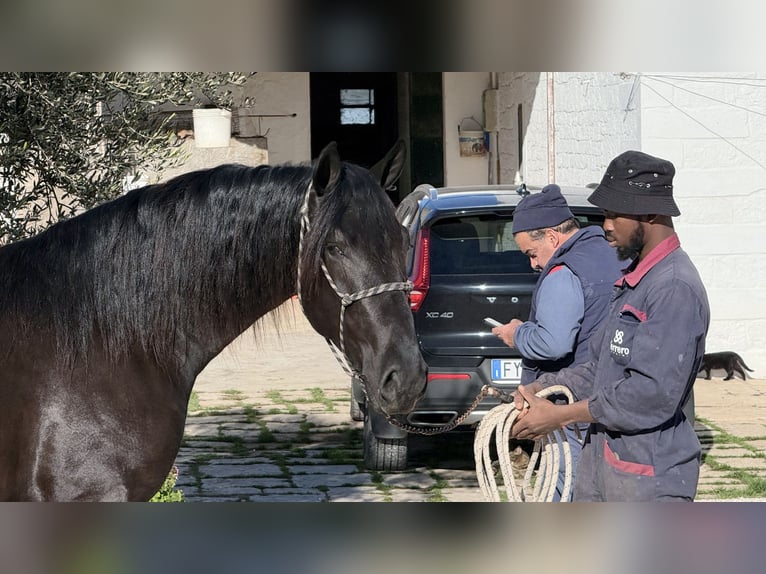 Murgese Étalon 3 Ans 164 cm Noir in Martina Franca