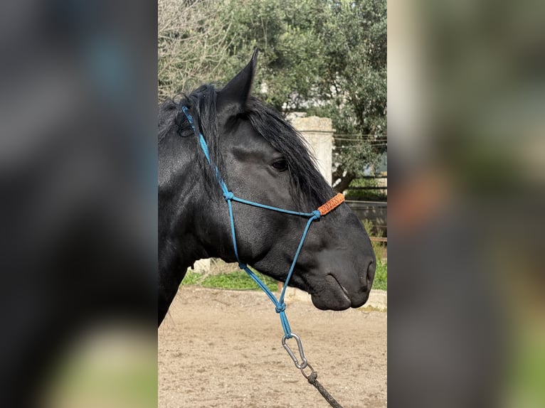 Murgese Étalon 3 Ans 164 cm Noir in Martina Franca