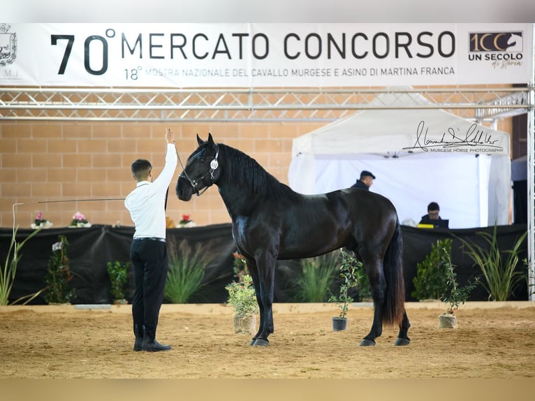 Murgese Étalon 3 Ans 165 cm Noir in Martina Franca