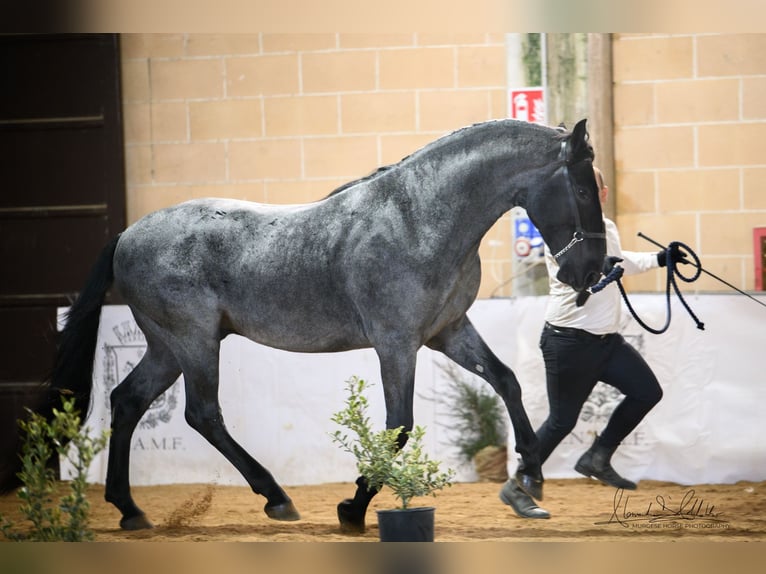 Murgese Étalon 3 Ans 165 cm Rouan Bleu in Noci