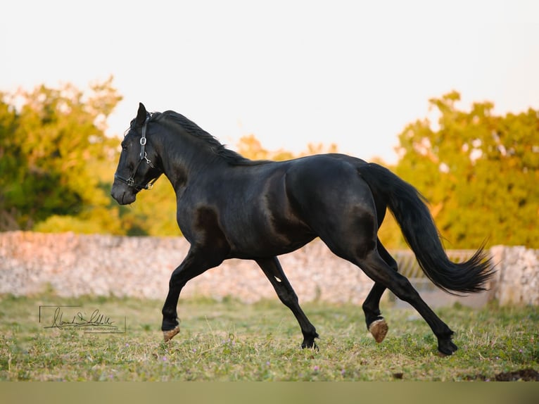 Murgese Étalon 3 Ans Noir in Noci