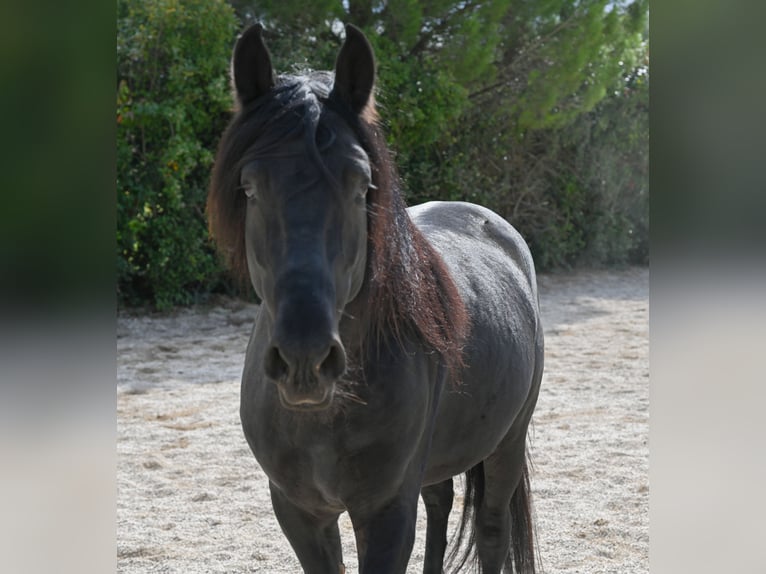 Murgese Étalon 4 Ans 155 cm Noir in Martina Franca