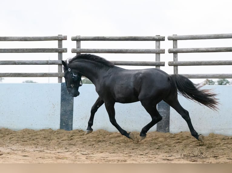 Murgese Étalon 4 Ans 156 cm Noir in Noci