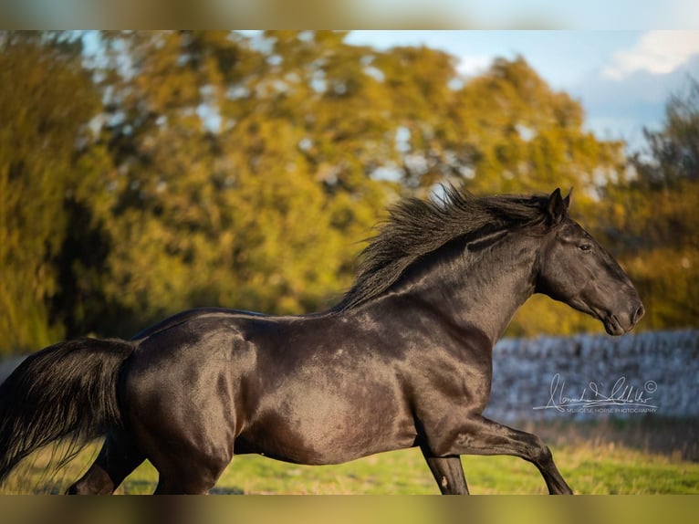 Murgese Étalon 4 Ans 156 cm Noir in Noci