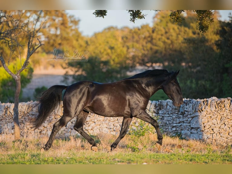 Murgese Étalon 4 Ans 156 cm Noir in Noci