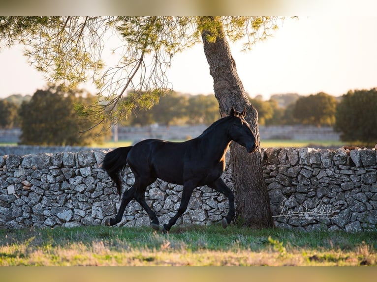 Murgese Étalon 4 Ans 156 cm Noir in Noci