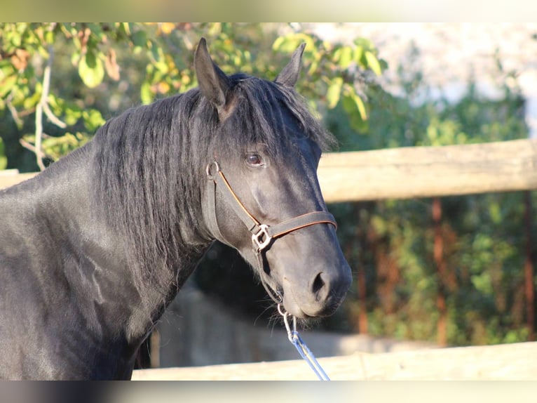 Murgese Étalon 4 Ans 160 cm Noir in Martina Franca