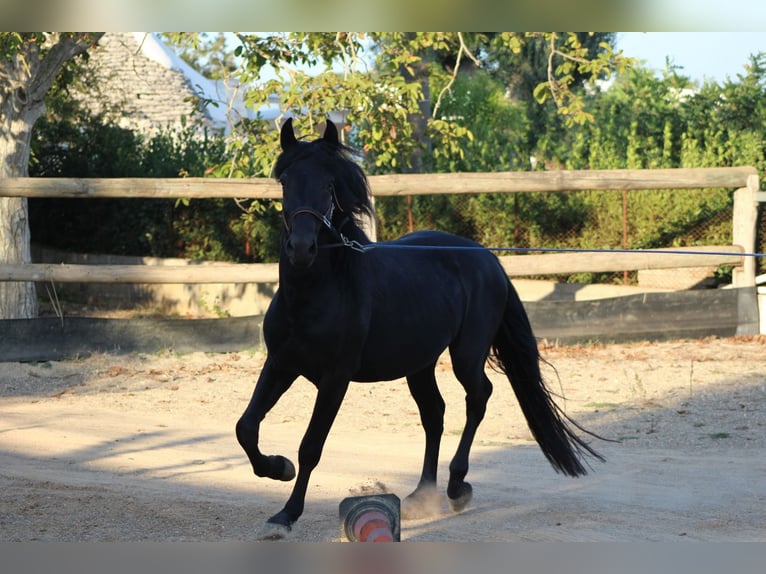 Murgese Étalon 4 Ans 160 cm Noir in Martina Franca