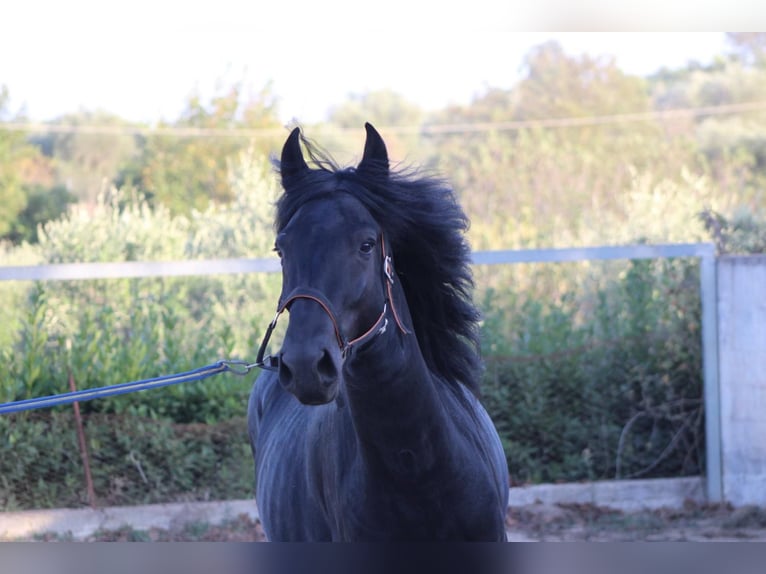 Murgese Étalon 4 Ans 160 cm Noir in Martina Franca