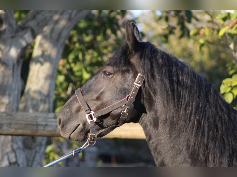 Murgese Étalon 4 Ans 160 cm Noir in Martina Franca