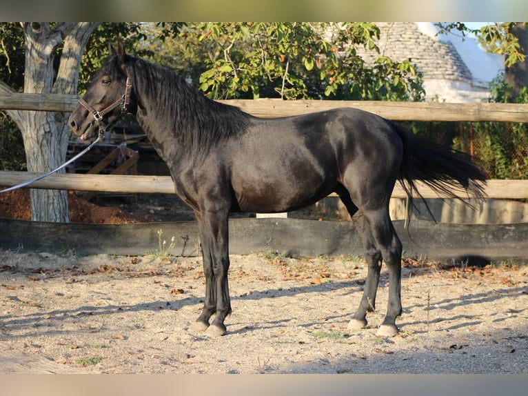 Murgese Étalon 4 Ans 160 cm Noir in Martina Franca