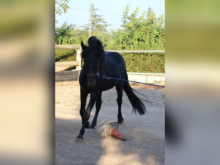 Murgese Étalon 4 Ans 160 cm Noir in Martina Franca