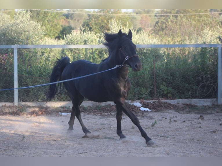 Murgese Étalon 4 Ans 160 cm Noir in Martina Franca