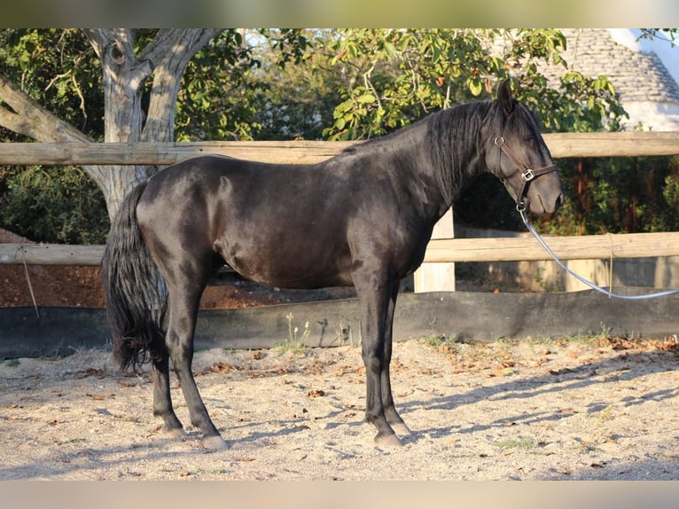 Murgese Étalon 4 Ans 160 cm Noir in Martina Franca