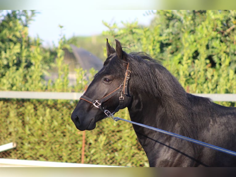 Murgese Étalon 4 Ans 160 cm Noir in Martina Franca