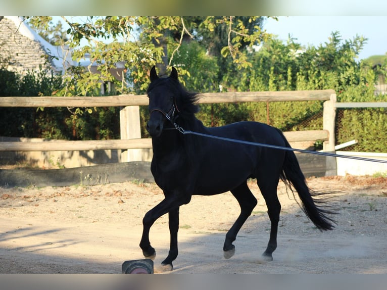 Murgese Étalon 4 Ans 160 cm Noir in Martina Franca